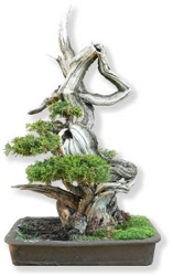 bonsai_raultetes