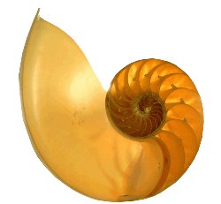 nautilus