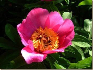 Bánáti bazsarózsa_2