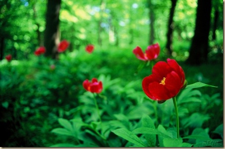 Bánáti_bazsarózsák_a_Somos-hegyen