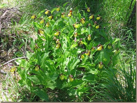 Cypripedium_calceolus.jpg_2