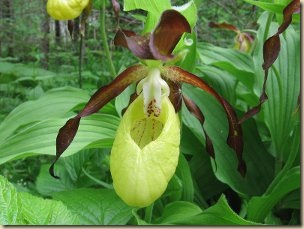 CypripediumCalceolus