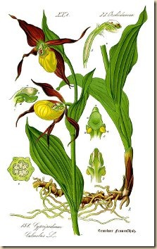 Illustration_Cypripedium_calceolus