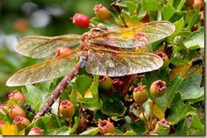 Aeshna grandis_3_300