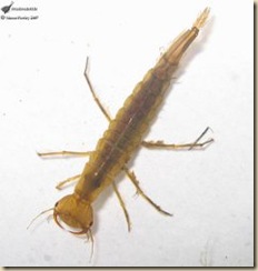 Dytiscus marginalis larva