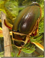 Dytiscus marginalis_3_250x