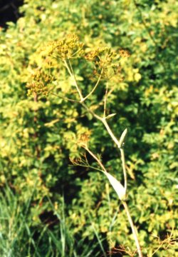 ferula sadleriana_1