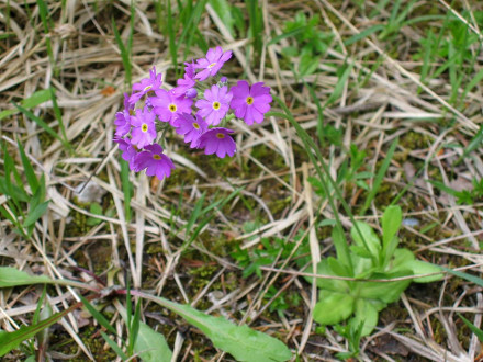 Primula_farinosa_02
