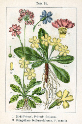 Primula_spp_Sturm61