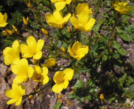 Linum_dolomiticum_1_450x