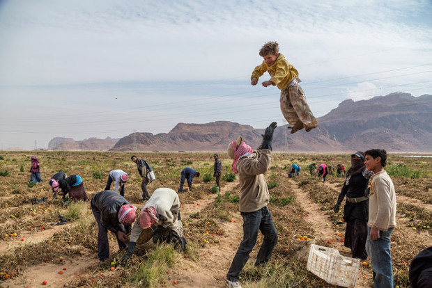 syrian-refugees-pick-tomatoes-jordan-620