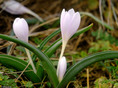 Colchicum hungaricum _2