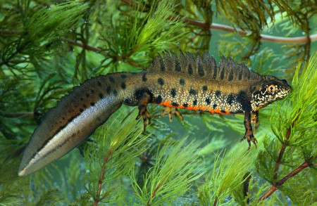 dunai_tarajosgote_KZs