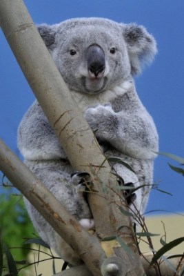 koala