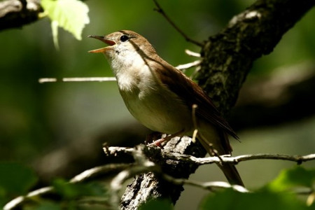 fulemule_Margitsziget_2012_Orban_Zoltan