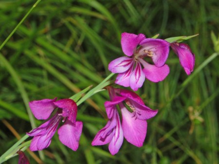 Gladiolus_palustris-2