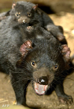 Sarcophilus harrisii_1