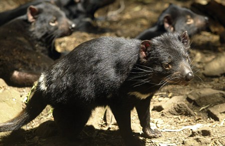 Sarcophilus harrisii
