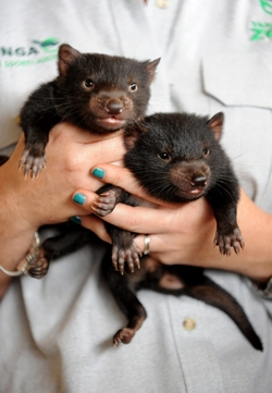 Sydney, 2009. október 22. Tasmanördög-kölyköket fog egy gondozó, miután egészségügyi vizsgálatot végeztek el az állatokon a sydneyi Taronga Állatkertben 2009. október 22-én. Tasmanián kívül sehol sem él vadon a tasman ördög, amely kipusztulással fenyegetett faj, a számuk 60 százalékkal csökkent 1996 óta, amikor egy fertõzõ rákfajta kezdte tizedelni az ördögpopulációt. A tasman ördög a világ legnagyobb ragadozó erszényese, ám termete még így is kisebb, mint az átlagos kutyáé. (MTI/EPA/Tracey Nearmy)