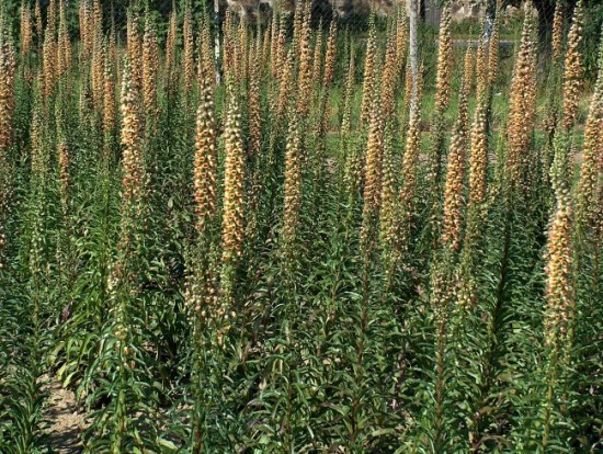 Rozsdás gyűszűvirág