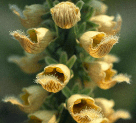 Rozsdás gyűszűvirág