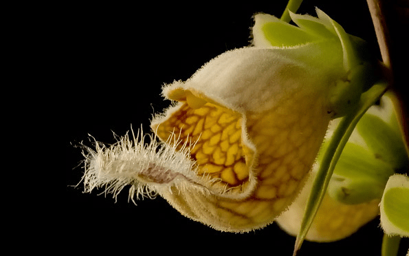 Rozsdás gyűszűvirág