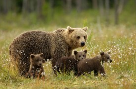 brown bears