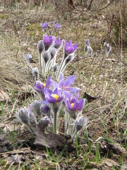 Pulsatilla patens