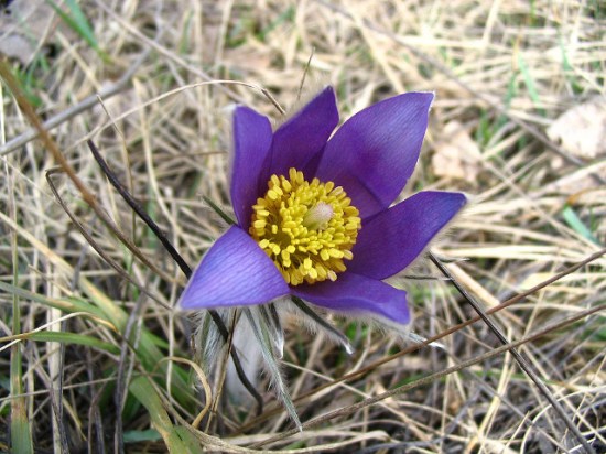 Pulsatilla patens