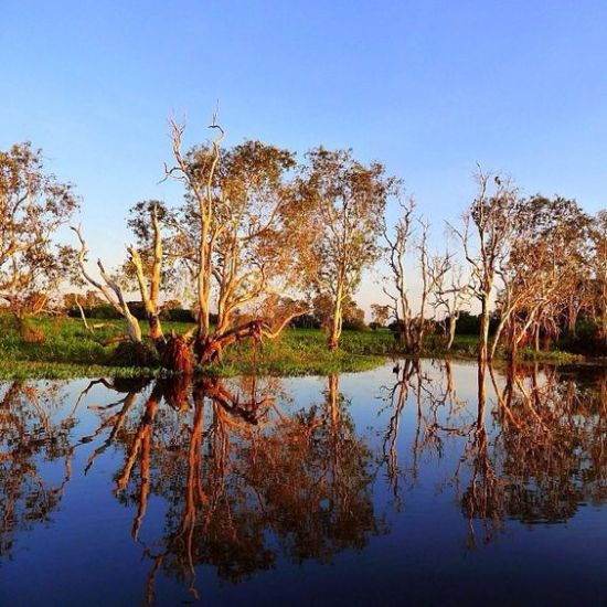 teafa a Kakadu Nemzeti Parkban