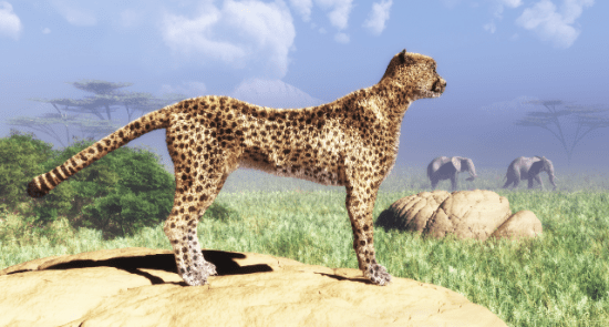 gepárd