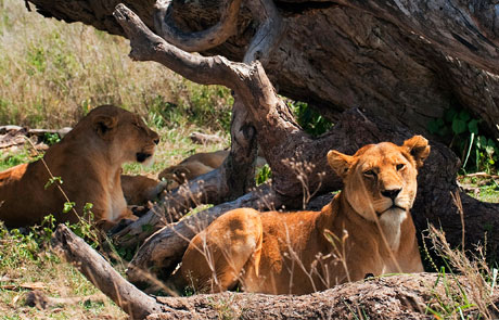 Lions at Serengeti National Park