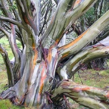 Eucalyptus pauciflora