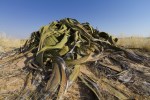 Welwitschia mirabilis