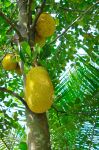 Artocarpus altilis