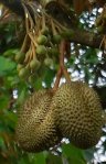 Durio zibethinus
