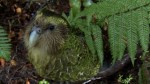 Kakapo