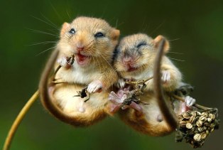 Muscardinus avellanarius