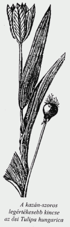 tulipa hungarika