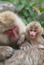 Japonese Macaque