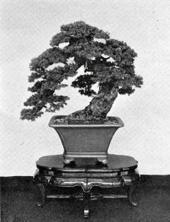 Bonsai