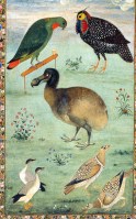 Madarak, Manszúr festménye India 16th century Mughal miniature