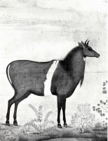 Nílgáí. Manszúrnak tulajdonított, szignó nélkül. Mughal, Dzsahángír (1605-27) uralkodása alatt, kb. 1620. Papír, gouache, 29,3x22,5 cm (Fotó: Codrington, K. de B.--Irwin, John--Gray, Basil: The Art of India and Pakistan. Faber and Faber, London, 1949. 139. tábla, 719. kép) India 16th century Mughal miniature