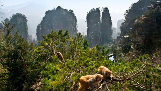 Monkeys atZhanhjiajie National Forest Park