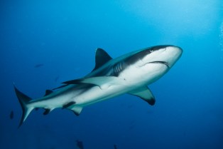 Carcharhinus amblyrhynchos