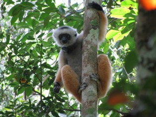 Diadem Sifaka
