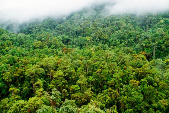 Madagascar Rainforests
