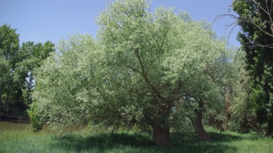 Fraxinus ornus