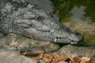 Everglades, American Crocodile