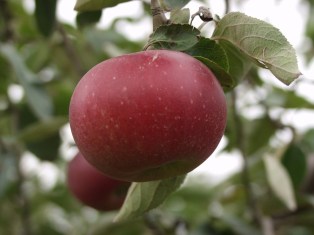 Malus domestica